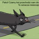 Czarny kotek