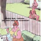 Biedny Bob