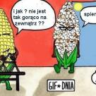Kukurydza ma własne problemy