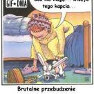 Króliczek