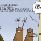 Bobry to nie najmądrzejsze istoty na ziemi